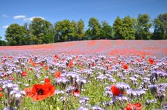 Beautiful summer countryside field of phacelia and poppy seed flowers royalty free stock images Beautiful summer countryside field of phacelia and poppy seed flowers royalty free stock images