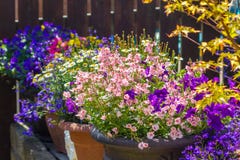 Beautiful, Summer garden with amazing blossom in big flowerpots Royalty Free Stock Photo Beautiful, Summer garden with amazing blossom in big flowerpots Royalty Free Stock Photo