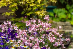 Beautiful, Summer garden with amazing blossom in big flowerpots Royalty Free Stock Photo Beautiful, Summer garden with amazing blossom in big flowerpots Royalty Free Stock Photo