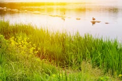 Beautiful Summer Landscape Royalty Free Stock Photography Beautiful Summer Landscape Royalty Free Stock Photography