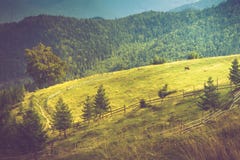 Beautiful summer mountain landscape at sunshine.View of the meadow fenced fence and cows grazing on it. royalty free stock photos Beautiful summer mountain landscape at sunshine.View of the meadow fenced fence and cows grazing on it. royalty free stock photos