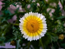 Beautiful round shaped sunflower wallpaper royalty free stock photos Beautiful round shaped sunflower wallpaper royalty free stock photos