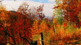 Beautiful sunny day in the autumn golden forest stock photography Beautiful sunny day in the autumn golden forest stock photography