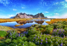 Beautiful sunny day and lupine flowers on Stokksnes cape in Iceland