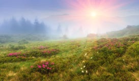 Beautiful sunrise in the spring mountains. View of hills, covered with fresh blossom rododendrons. stock photography Beautiful sunrise in the spring mountains. View of hills, covered with fresh blossom rododendrons. stock photography