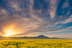 Beautiful sunset in a spring evening over a colorful bright yellow rapeseed Brassica napus crop, with dramatic cloudy sky and stock photography Beautiful sunset in a spring evening over a colorful bright yellow rapeseed Brassica napus crop, with dramatic cloudy sky and stock photography