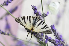 Beautiful Swallowtail butterfly sitting on a lavender flower stock image Beautiful Swallowtail butterfly sitting on a lavender flower stock image