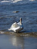 Beautiful Swan Stock Photo