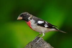 Beautiful tanager in the green habitat. Rose-breasted Grosbeak, Pheucticus ludovicianus, exotic tropic grey and red bird form Cos royalty free stock photo Beautiful tanager in the green habitat. Rose-breasted Grosbeak, Pheucticus ludovicianus, exotic tropic grey and red bird form Cos royalty free stock photo