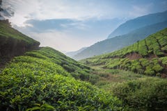 Tea plantations in Munnar, Kerala, India royalty free stock image Tea plantations in Munnar, Kerala, India royalty free stock image