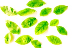 Beautiful texture abstract green and yellow leaves of tree isolated on white background pattern and wallpaper royalty free stock images Beautiful texture abstract green and yellow leaves of tree isolated on white background pattern and wallpaper royalty free stock images