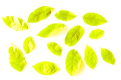 Beautiful texture abstract green and yellow leaves of tree isolated on white background pattern and wallpaper royalty free stock photos Beautiful texture abstract green and yellow leaves of tree isolated on white background pattern and wallpaper royalty free stock photos