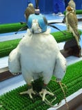 Beautiful trained white falcon with mask royalty free stock photos Beautiful trained white falcon with mask royalty free stock photos