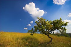 Beautiful Tree Royalty Free Stock Photos Beautiful Tree Royalty Free Stock Photos