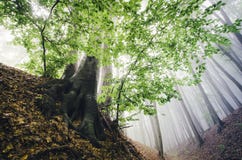 Beautiful green tree in enchanted forest with fog royalty free stock photos Beautiful green tree in enchanted forest with fog royalty free stock photos
