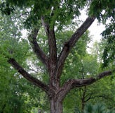 Beautiful tree in Umlauf Sculpture Garden, Austin royalty free stock images Beautiful tree in Umlauf Sculpture Garden, Austin royalty free stock images