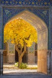 Beautiful tree with yellow leaves framed in arch of Shah Mosque Stock Photo Beautiful tree with yellow leaves framed in arch of Shah Mosque Stock Photo