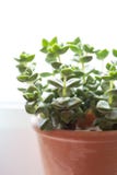 Beautiful, trendy succulents on the window sill, Stock Photos Beautiful, trendy succulents on the window sill, Stock Photos