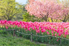 Beautiful tulip , flowers blooming in spring day stock image Beautiful tulip , flowers blooming in spring day stock image