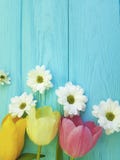 Beautiful tulips of chrysanthemum fresh celebration season background greeting mothers day , on a blue wooden background