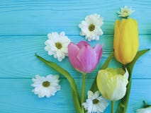 Beautiful tulips of chrysanthemum greeting mothers day , on a blue wooden background stock photos Beautiful tulips of chrysanthemum greeting mothers day , on a blue wooden background stock photos