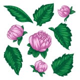 Beautiful Vector flowers set. Colorful floral collection with leaves and flowers. Stock Illustration Beautiful Vector flowers set. Colorful floral collection with leaves and flowers. Stock Illustration