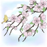 Beautiful vector sakura branch royalty free illustration Beautiful vector sakura branch royalty free illustration