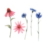 Beautiful vector watercolor floral set with echinacea and cornflower flowers. Stock illustration.
