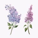 Beautiful vector watercolor floral set with pink lilac flowers. Stock illustration.
