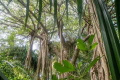 Beautiful Vibrant Green Tropical Jungles Landscape View With Banyan Tree Stock Images