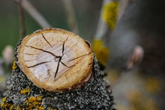 Beautiful view of the cut in a tree close up royalty free stock photography Beautiful view of the cut in a tree close up royalty free stock photography