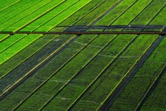 Beautiful view of rice seedlings in the field in Suphanburi Thai stock images Beautiful view of rice seedlings in the field in Suphanburi Thai stock images