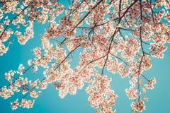Beautiful vintage sakura tree flower cherry blossom in spring on blue sky background