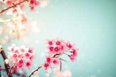 beautiful vintage sakura tree flower cherry blossom in spring.
