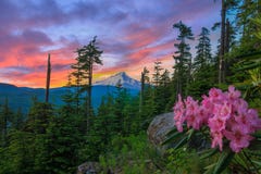 Beautiful Vista of Mount Hood in Oregon, USA. stock photo Beautiful Vista of Mount Hood in Oregon, USA. stock photo