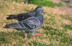 Pigeon colored on the grass