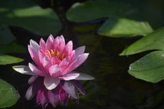 Beautiful Water Lilly Close Up In My Garden Stock Photography
