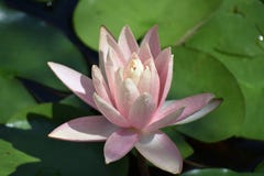 Beautiful Water Lilly In My Garden Pond In The Sunshine Stock Images
