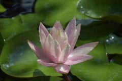 Beautiful Water Lilly In My Garden Pond In The Sunshine Stock Images Beautiful Water Lilly In My Garden Pond In The Sunshine Stock Images