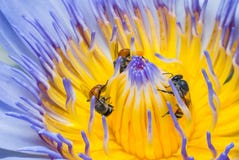 Beautiful waterlily or lotus flower with bee stock images Beautiful waterlily or lotus flower with bee stock images