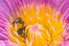 Beautiful waterlily or lotus flower with bee royalty free stock images Beautiful waterlily or lotus flower with bee royalty free stock images