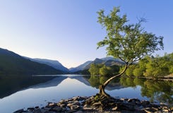 Beautiful Welsh Mountains Reflected In A Still Waters Of Lake Llyn Padarn At Lone Tree Llan Beris Wales Stock Photography