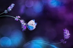 Beautiful White Blue Butterfly On The Flowers Of Lavender. Summer Spring Natural Image In Blue And Purple Tones. Free Space For Te Royalty Free Stock Images