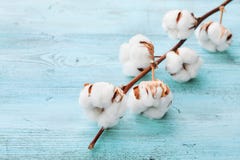 Beautiful White Cotton Flowers On Turquoise Wooden Background. Stock Photography Beautiful White Cotton Flowers On Turquoise Wooden Background. Stock Photography
