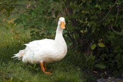 Beautiful White Duck Royalty Free Stock Photo