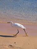 Heron runs along the sandy shore of the red sea stock image Heron runs along the sandy shore of the red sea stock image