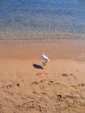 Heron runs along the sandy shore of the red sea royalty free stock photos Heron runs along the sandy shore of the red sea royalty free stock photos