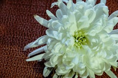 Beautiful white flower on dark background stock image Beautiful white flower on dark background stock image