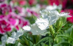 Beautiful white flowers stock photos Beautiful white flowers stock photos