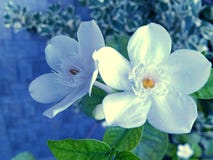 Beautiful white flowers blooming on the tree with a pale blue background.
